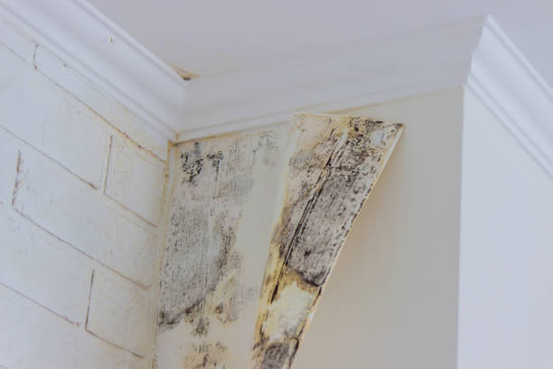 Best Ceiling water damage repair  in Mount Sterling, OH